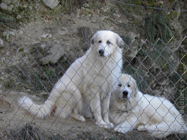 Perro de Montana del Pirineo