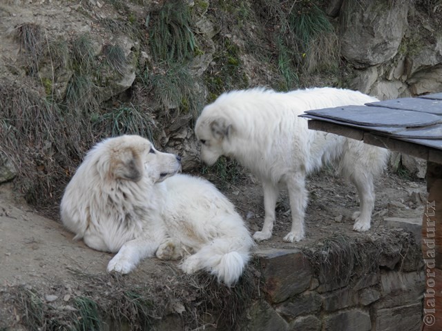 Perro de Montana del Pirineo