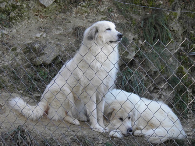 Perro de Montana del Pirineo