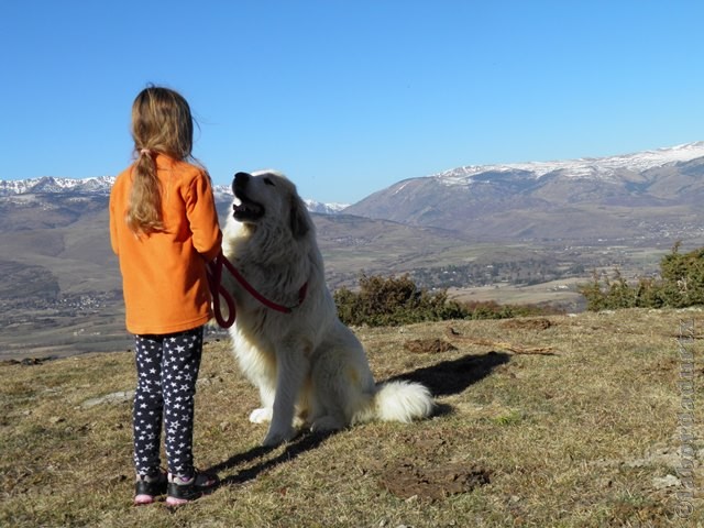 Perro de Montana del Pirineo