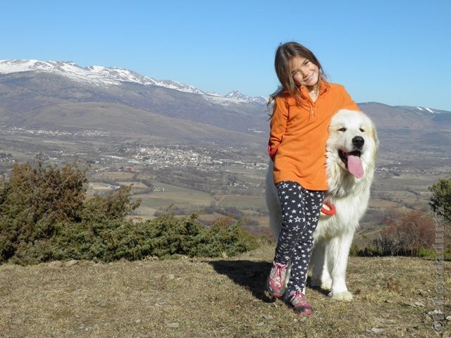 Perro de Montana del Pirineo