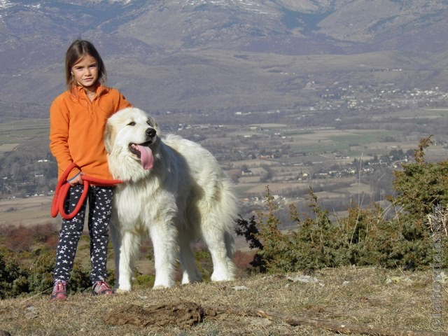 Perro de Montana del Pirineo