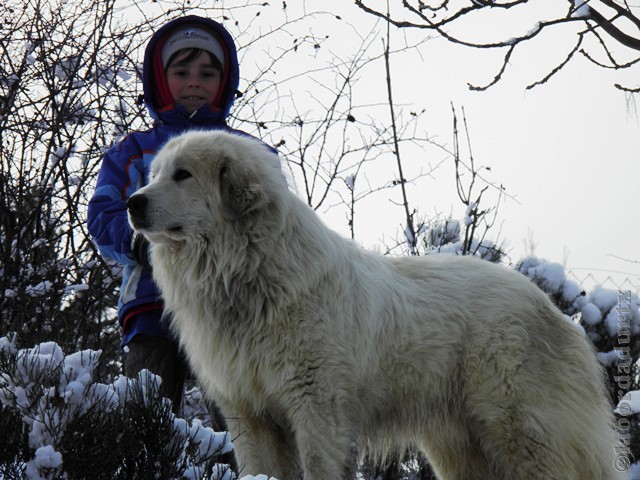 Perro de Montana del Pirineo