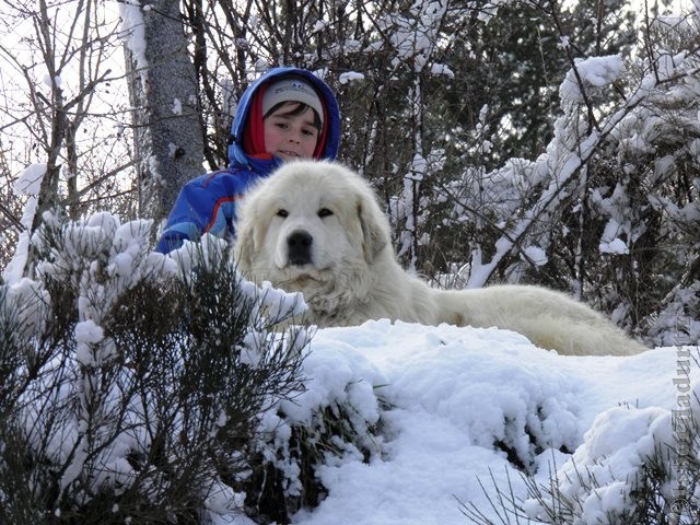 Perro de Montana del Pirineo