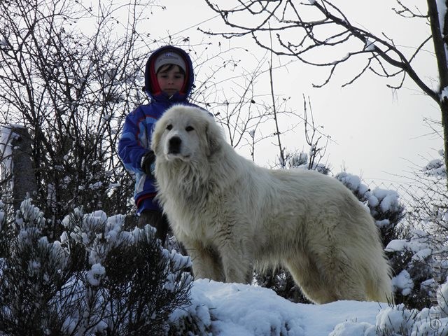 Perro de Montana del Pirineo