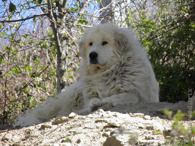 Perro de Montana del Pirineo