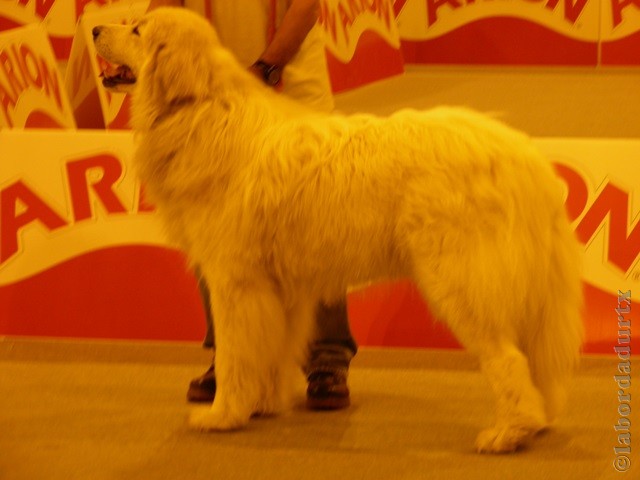 Perro de Montana del Pirineo