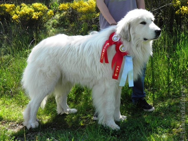 Perro de Montana del Pirineo