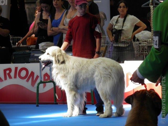 Perro de Montana del Pirineo