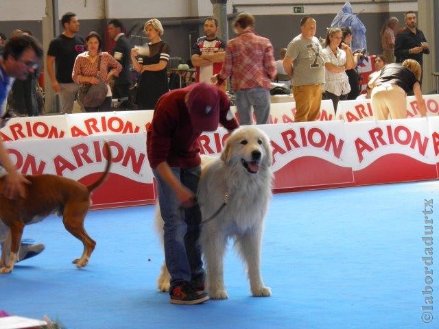 Perro de Montana del Pirineo