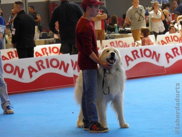 Perro de Montana del Pirineo