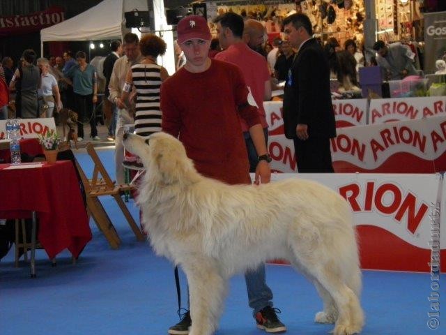 Perro de Montana del Pirineo