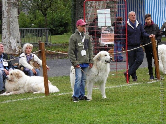 Perro de Montana del Pirineo