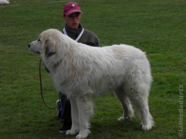 Perro de Montana del Pirineo