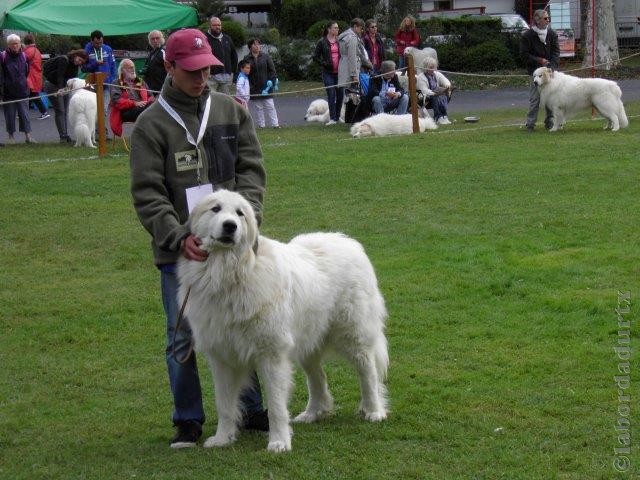 Perro de Montana del Pirineo