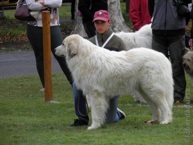 Perro de Montana del Pirineo