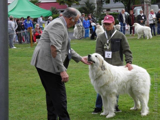 Perro de Montana del Pirineo