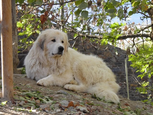 Perro de Montana del Pirineo