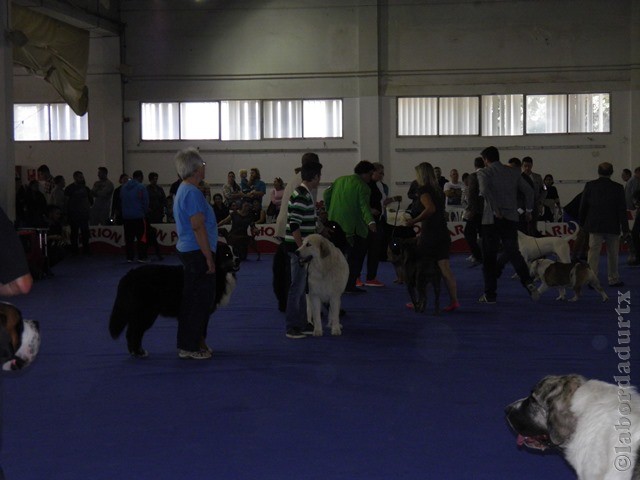 Perro de Montana del Pirineo