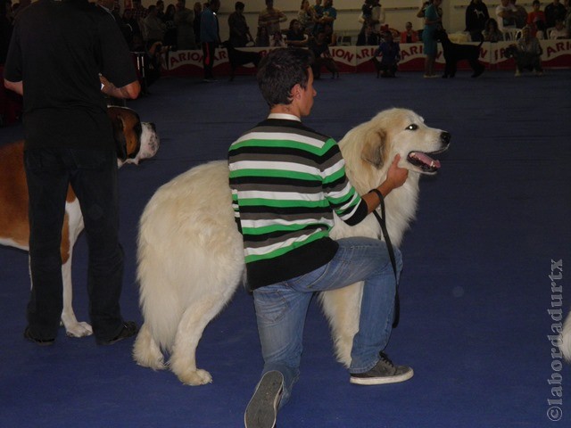 Perro de Montana del Pirineo