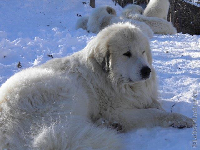 Perro de Montana del Pirineo