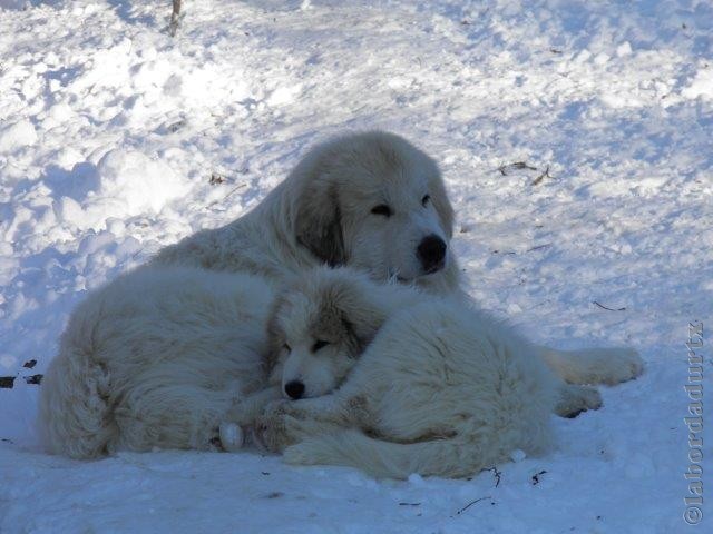 Perro de Montana del Pirineo