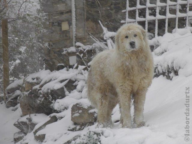 Perro de Montana del Pirineo