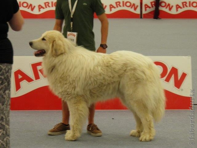 Perro de Montana del Pirineo