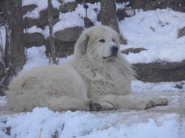 Perro de Montana del Pirineo