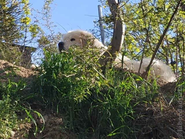 Perro de Montana del Pirineo