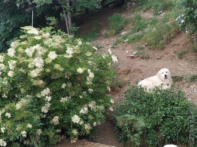 Perro de Montana del Pirineo