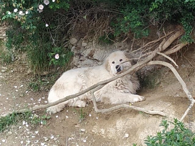 Perro de Montana del Pirineo