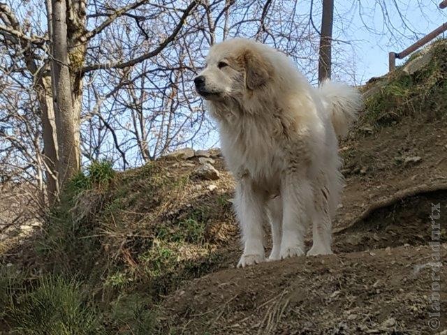 Perro de Montana del Pirineo