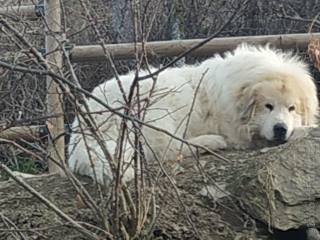 Perro de Montana del Pirineo