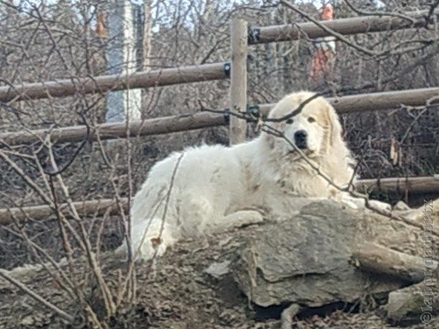 Perro de Montana del Pirineo