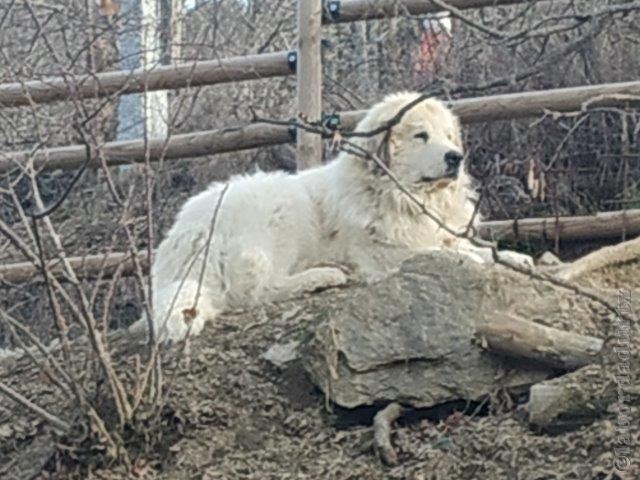 Perro de Montana del Pirineo