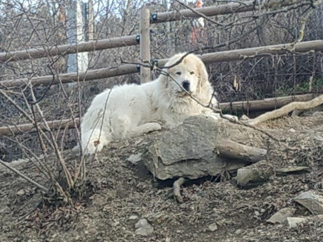 Perro de Montana del Pirineo