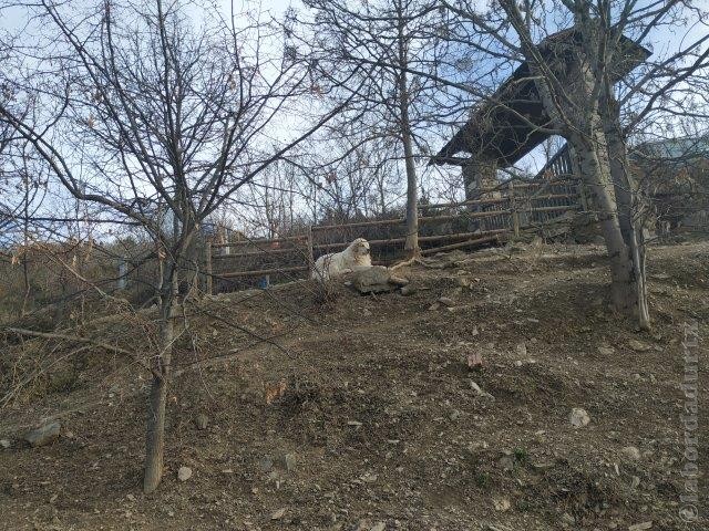 Perro de Montana del Pirineo