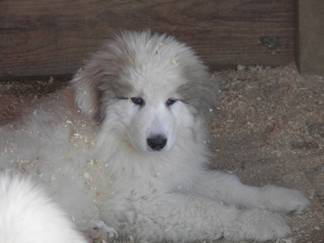 Perro de Montana del Pirineo