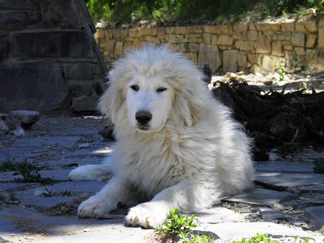 Perro de Montana del Pirineo