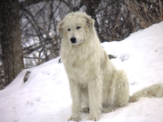 Perro de Montana del Pirineo