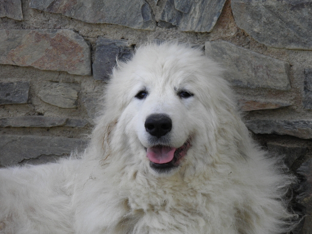 Perro de Montana del Pirineo