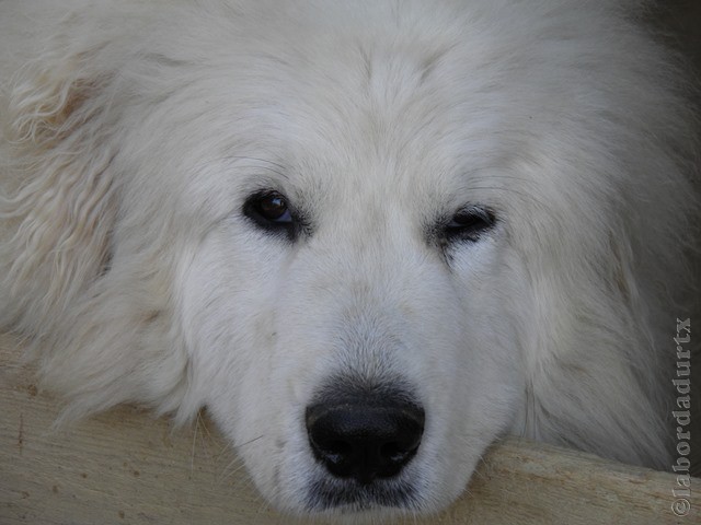 Perro de Montana del Pirineo