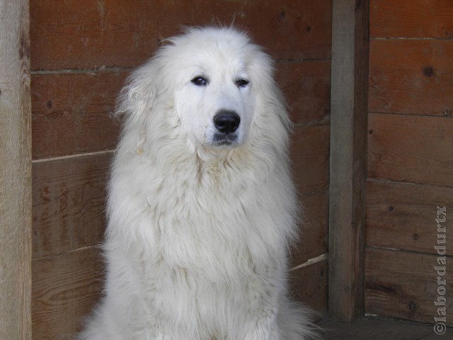 Perro de Montana del Pirineo