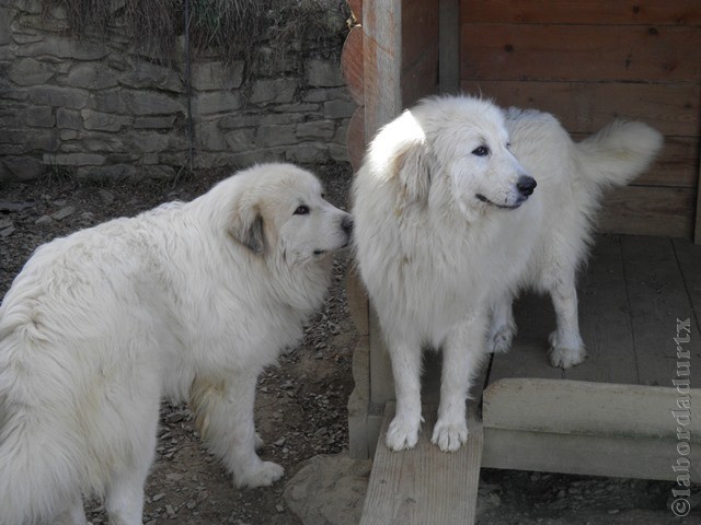 Perro de Montana del Pirineo