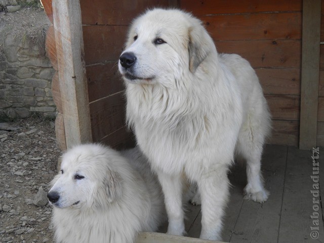 Perro de Montana del Pirineo