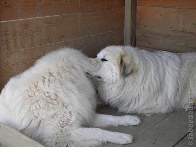 Perro de Montana del Pirineo