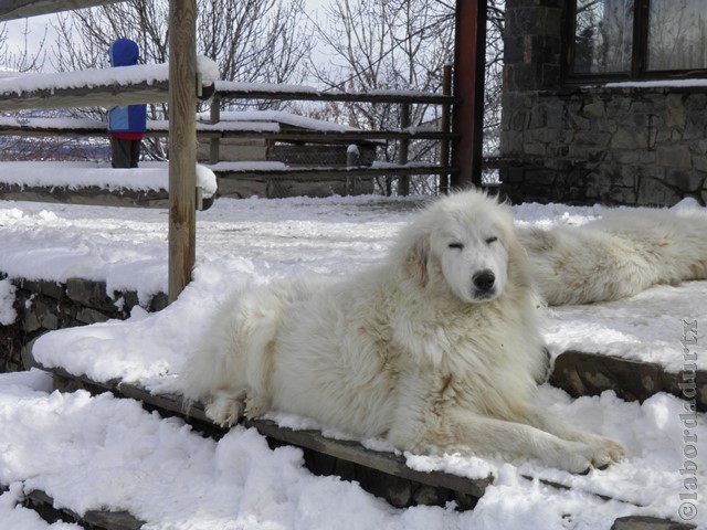 Perro de Montana del Pirineo