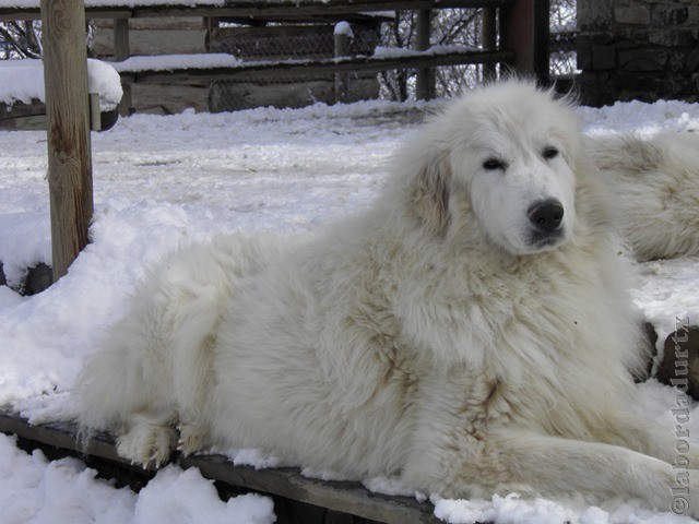 Perro de Montana del Pirineo