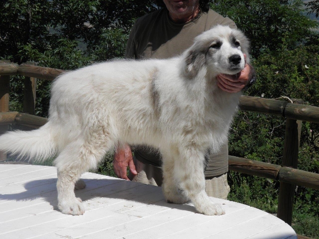 Perro de Montana del Pirineo